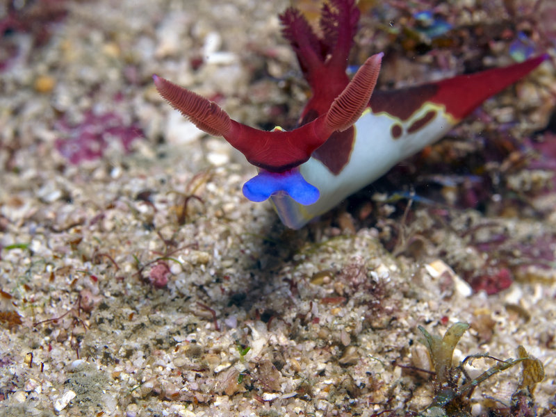 Nudibranch, Dugon Wall